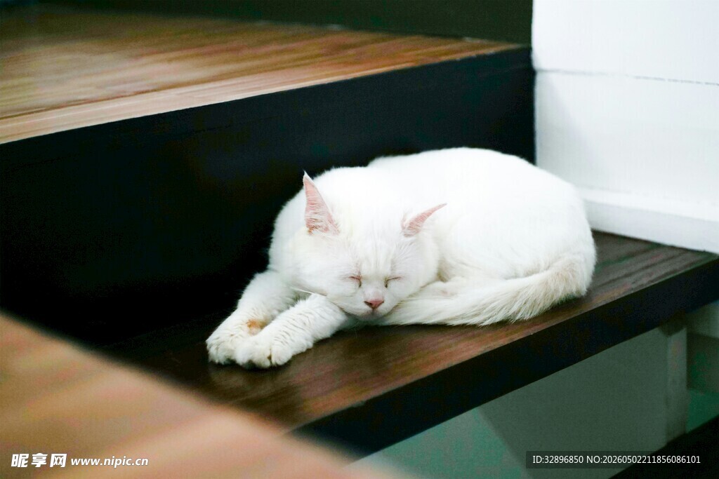 楼梯上安睡的白色猫咪