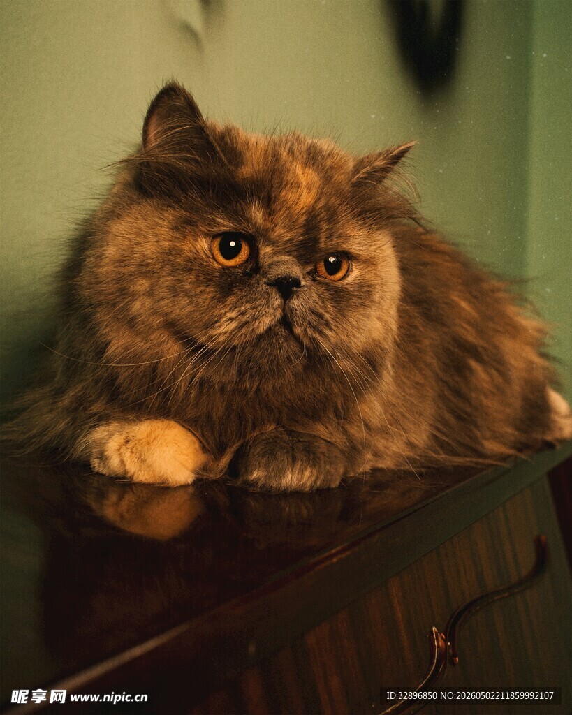 长毛猫咪慵懒趴于桌上
