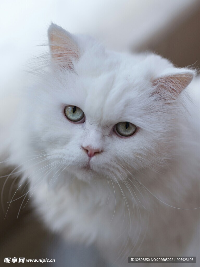 可爱白毛猫咪特写