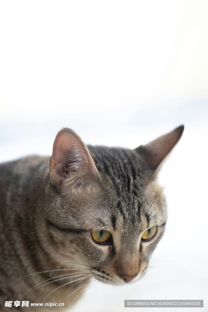 灰纹猫咪专注神情特写