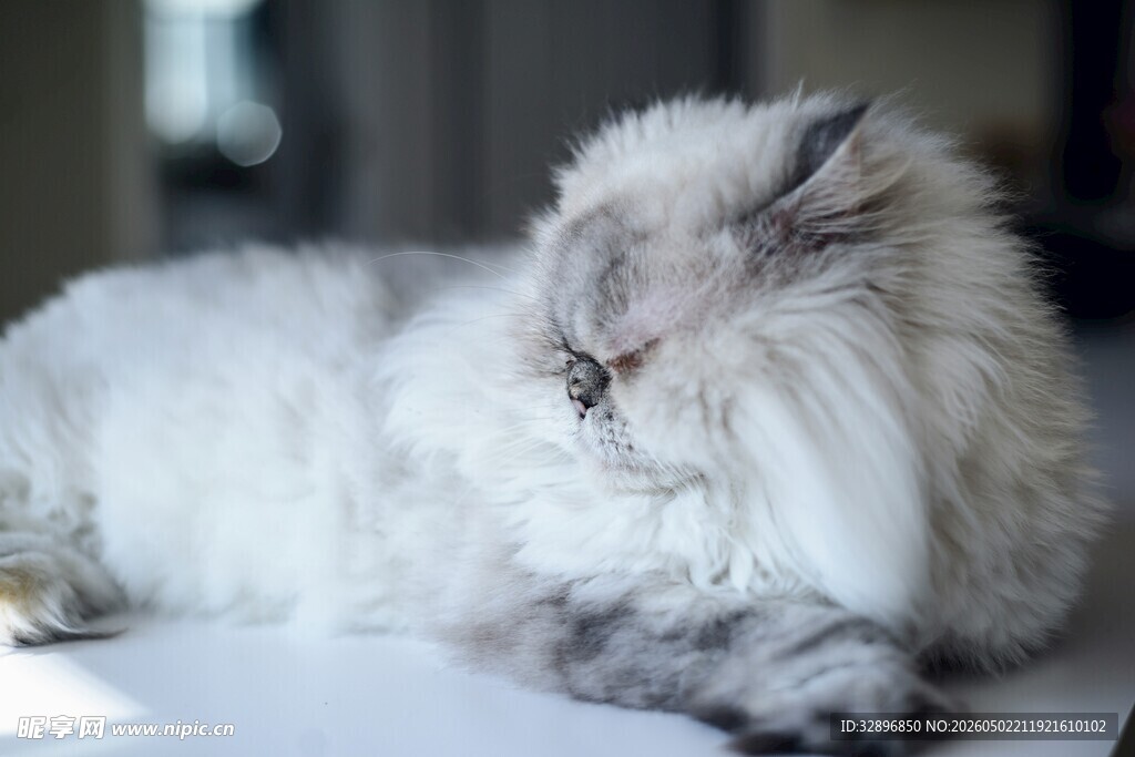 慵懒猫咪惬意趴卧