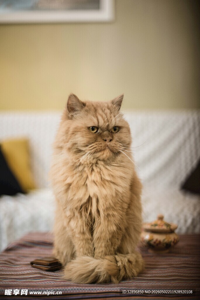 长毛猫咪端坐于桌前