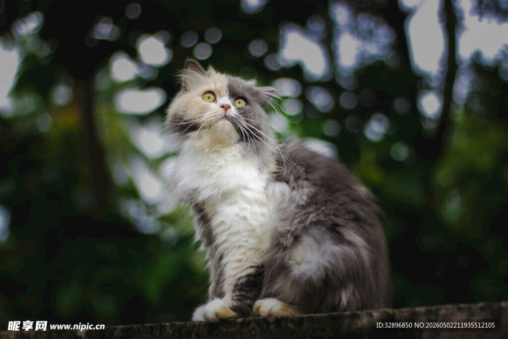 户外的长毛猫咪
