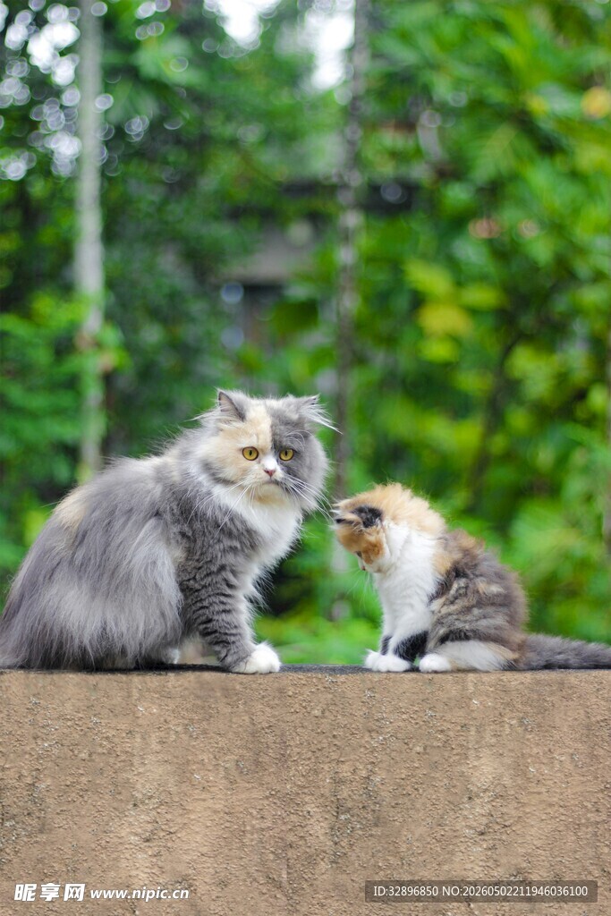 两只猫咪亲昵互动瞬间
