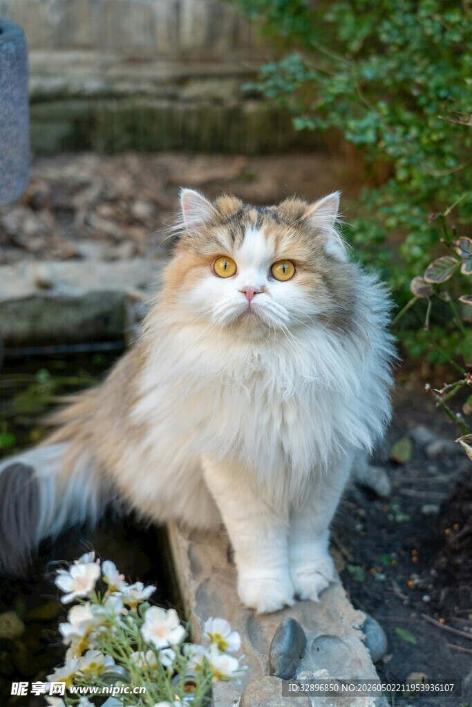 长毛猫咪于户外优雅伫立