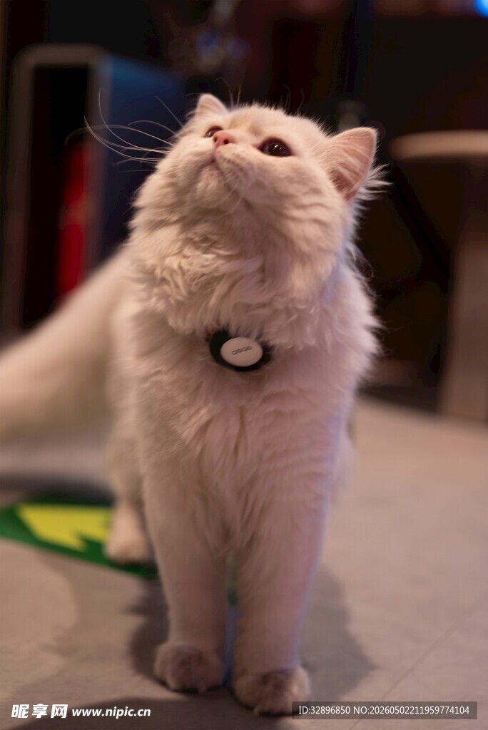 仰头的可爱白毛猫咪