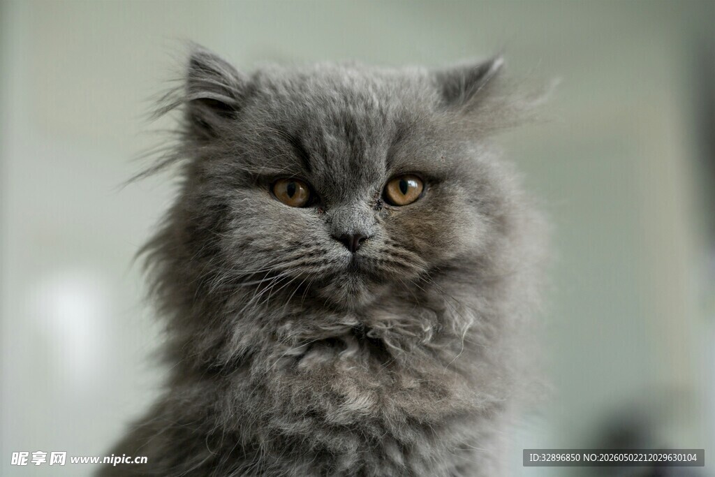 灰毛猫咪的可爱瞬间
