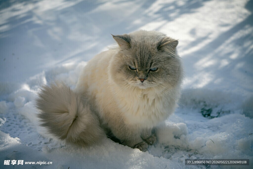 雪地中的长毛猫