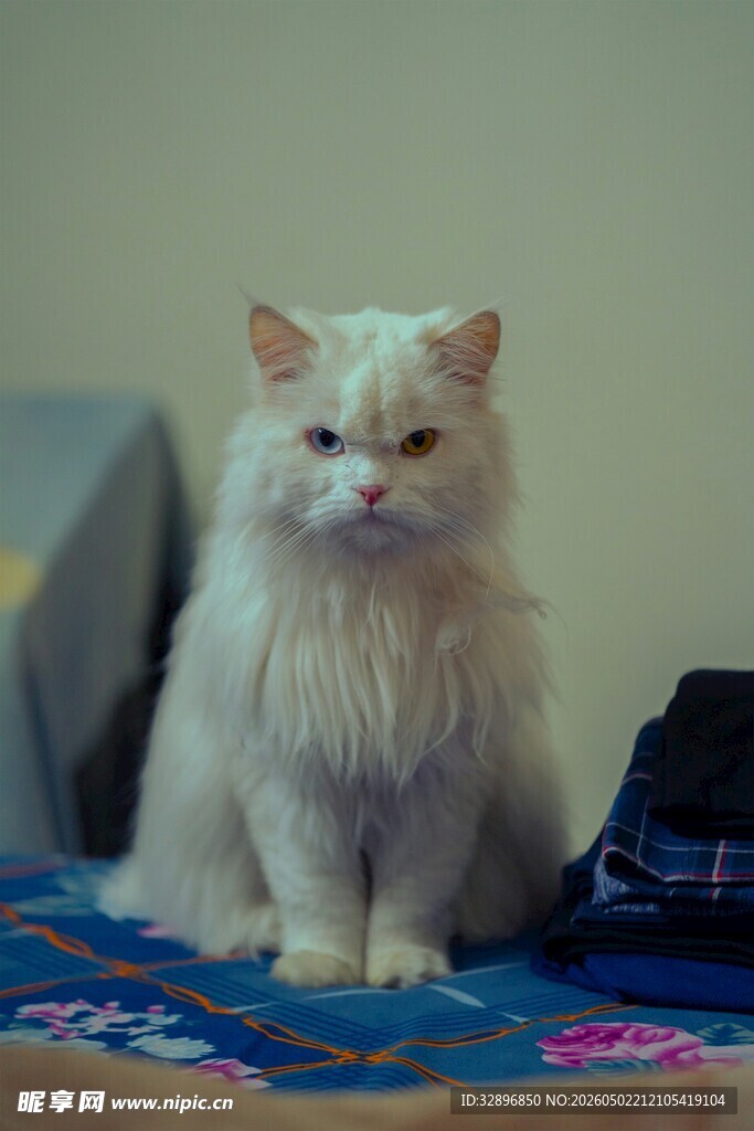 可爱白毛猫咪端坐