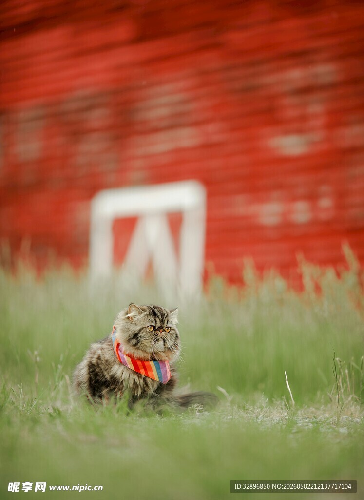 草地上戴红领结的猫咪
