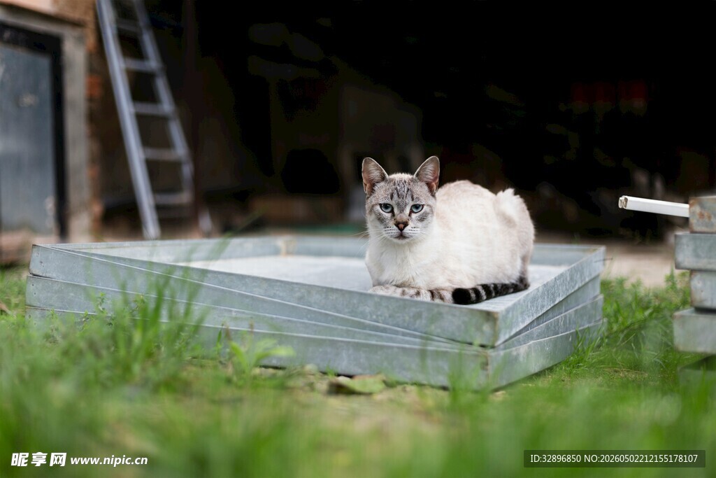草地上的可爱猫咪