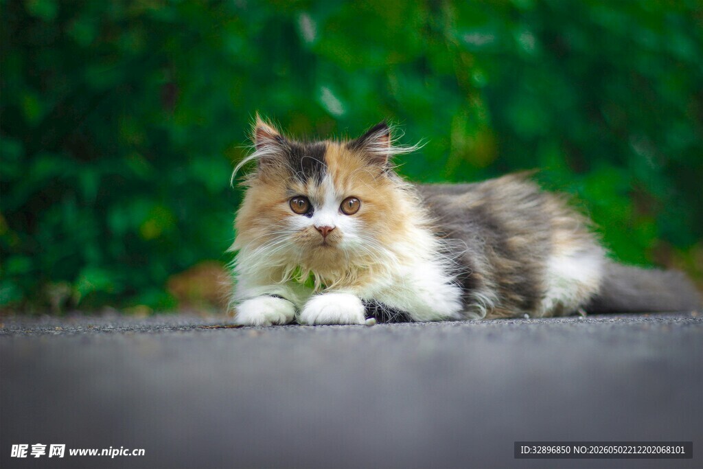 路边休憩的长毛猫咪