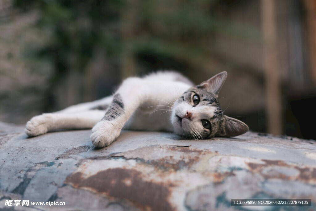 慵懒猫咪惬意趴卧石头上