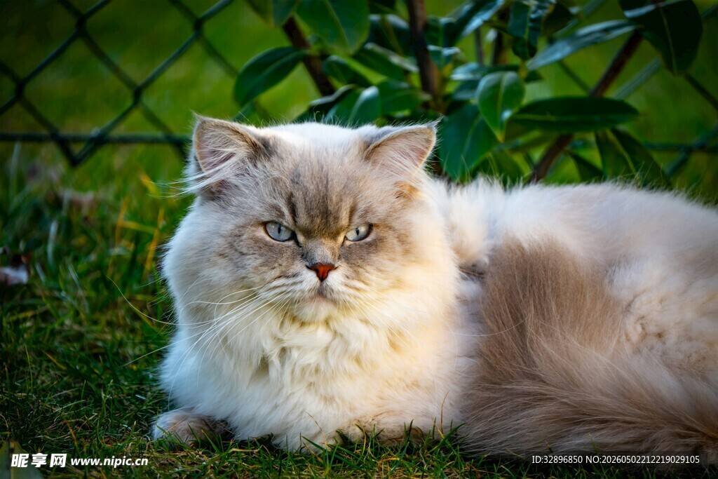 草地上的长毛猫咪