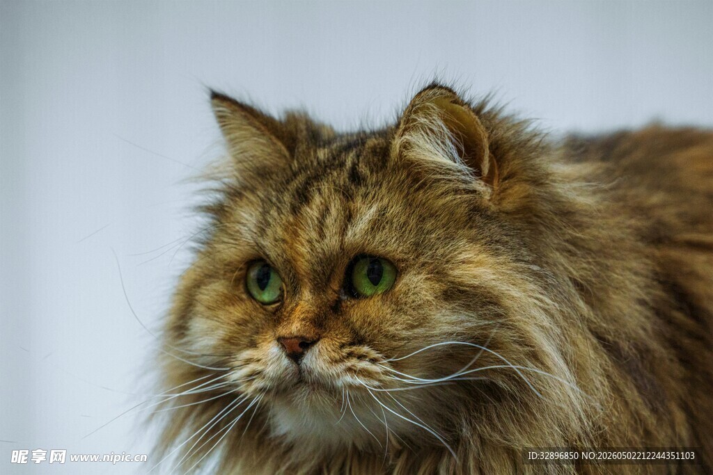 长毛猫特写