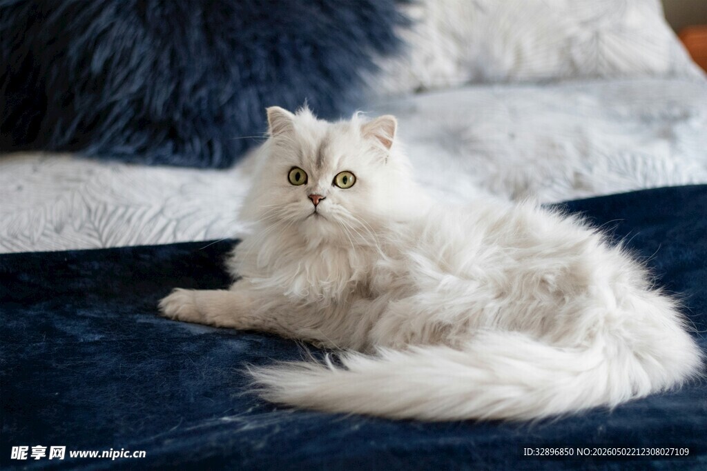 白色长毛猫舒适躺卧