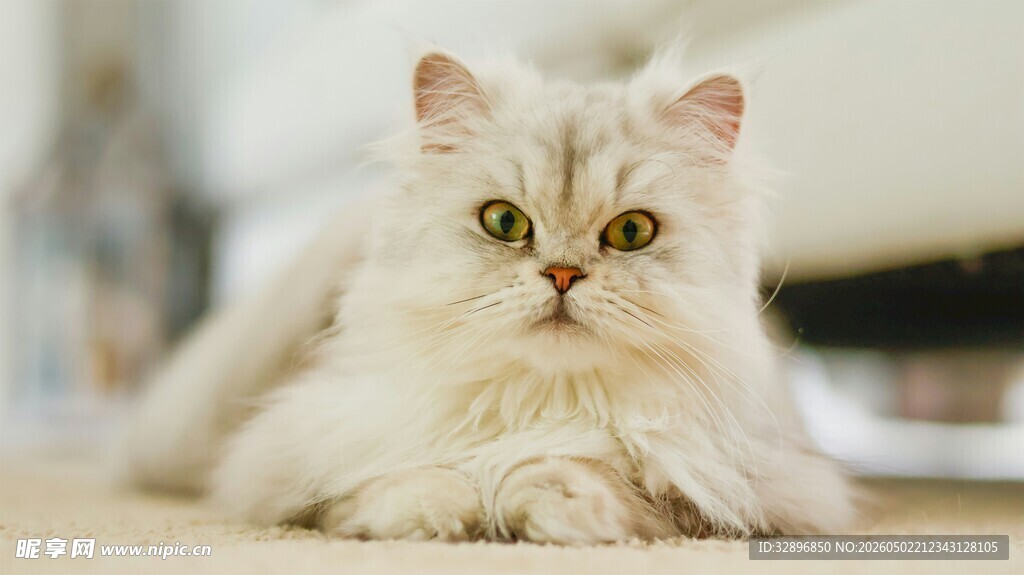可爱长毛猫趴地瞬间