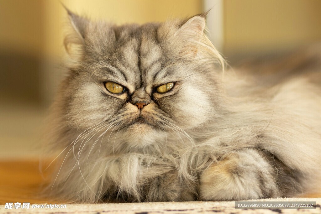 长毛波斯猫的慵懒姿态