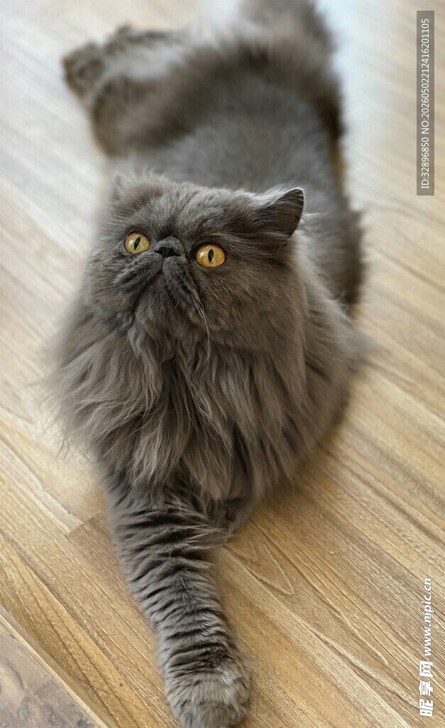 慵懒长毛猫趴木地板
