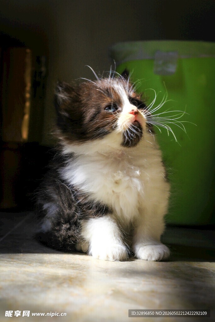 黑白小猫仰头好奇张望