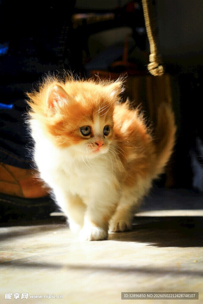 毛茸茸小猫漫步