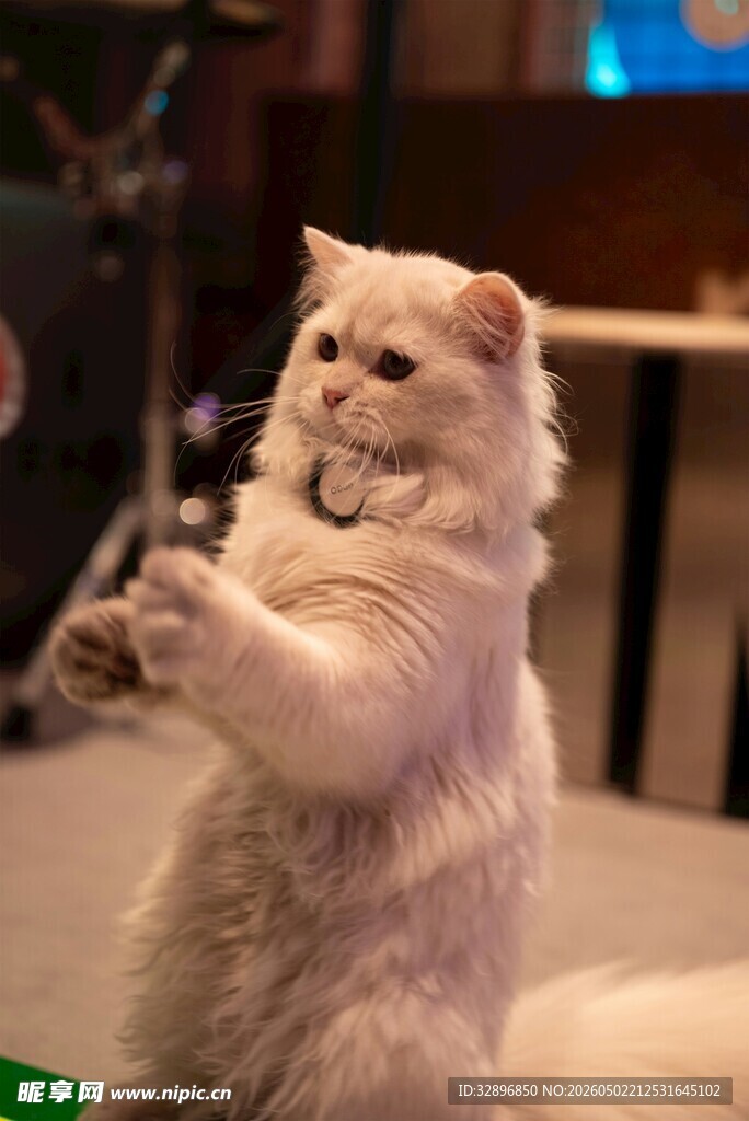 站立的可爱白毛猫咪