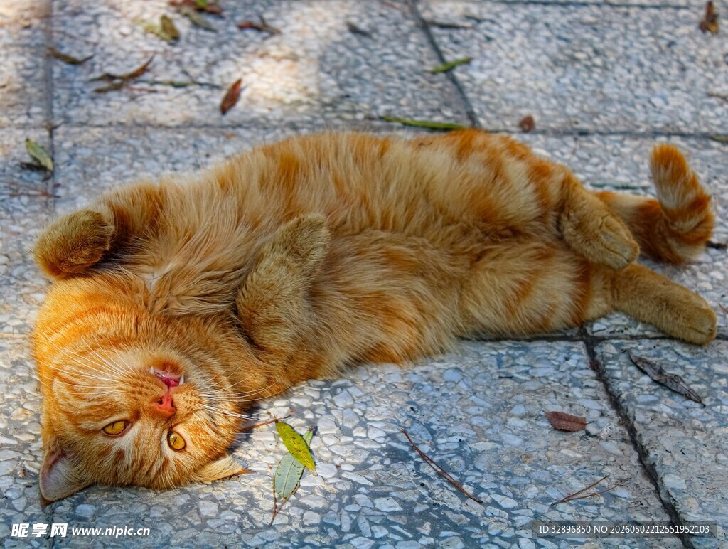 橘猫惬意躺地晒太阳