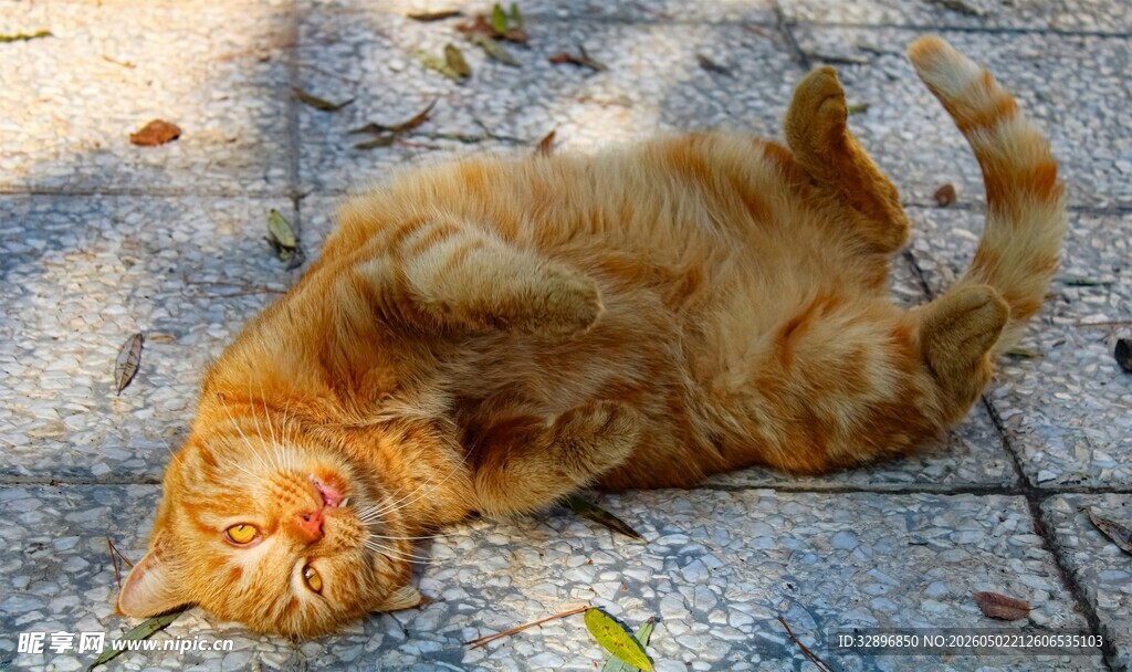 阳光下慵懒侧卧的猫咪