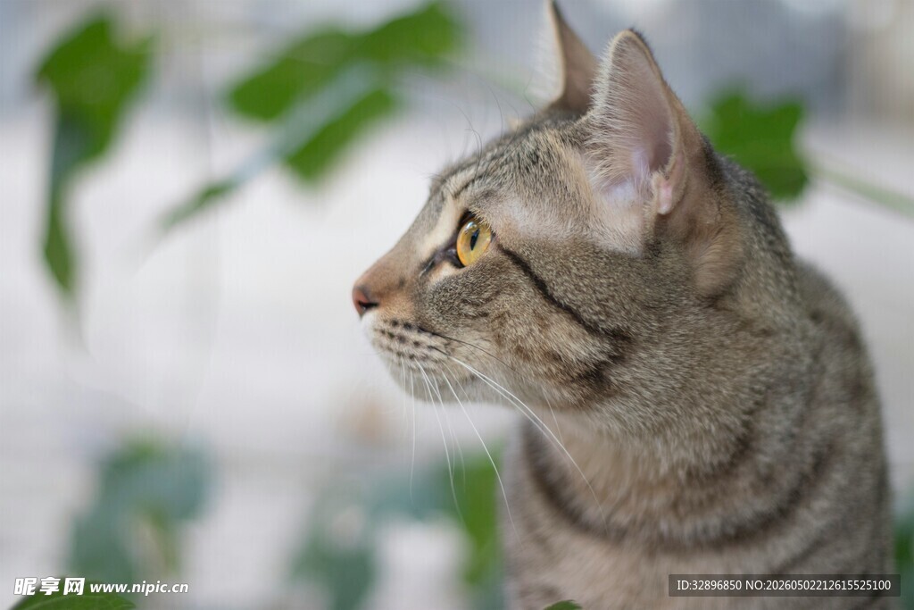 侧头凝视的斑纹小猫