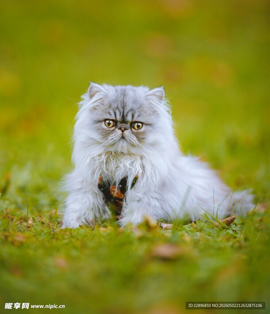 草地上的可爱波斯猫