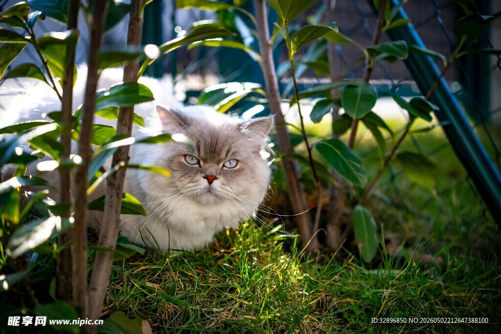 草丛中探头的可爱猫咪