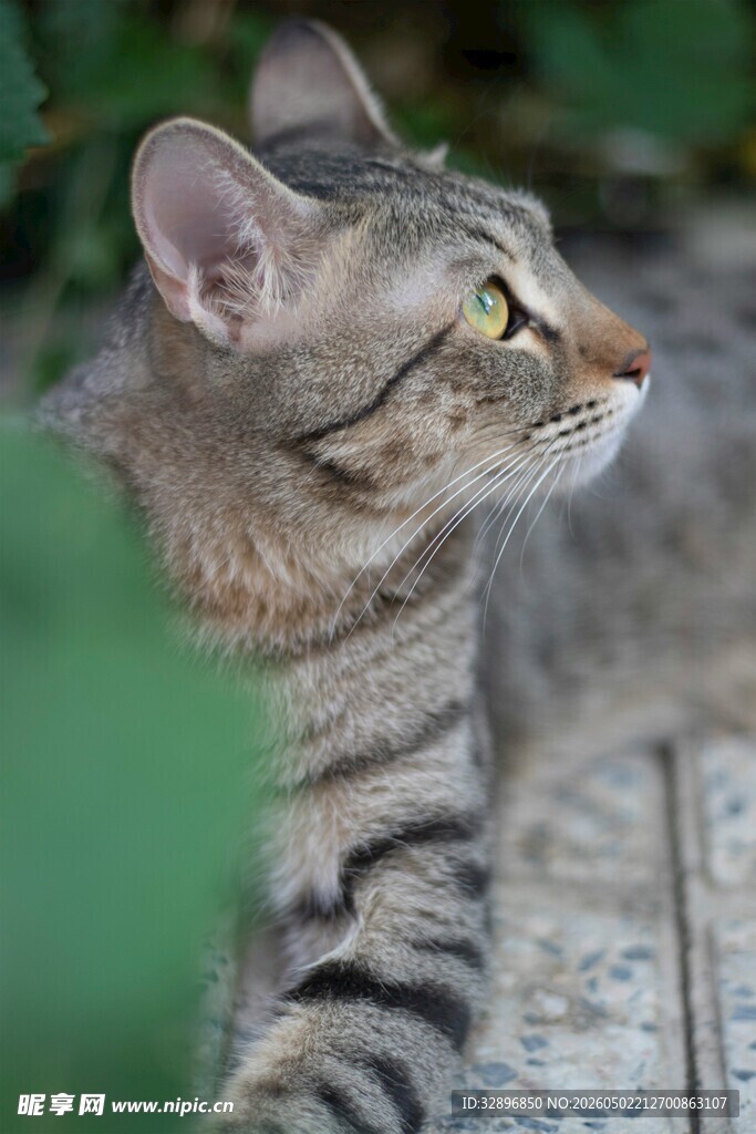 斑纹猫咪侧躺凝视