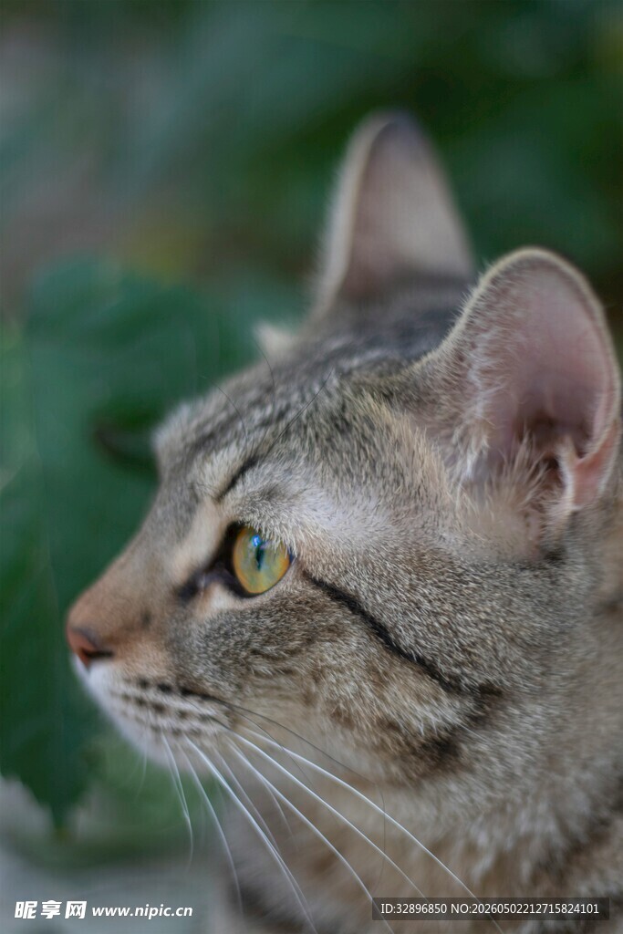 侧头凝视的狸花猫