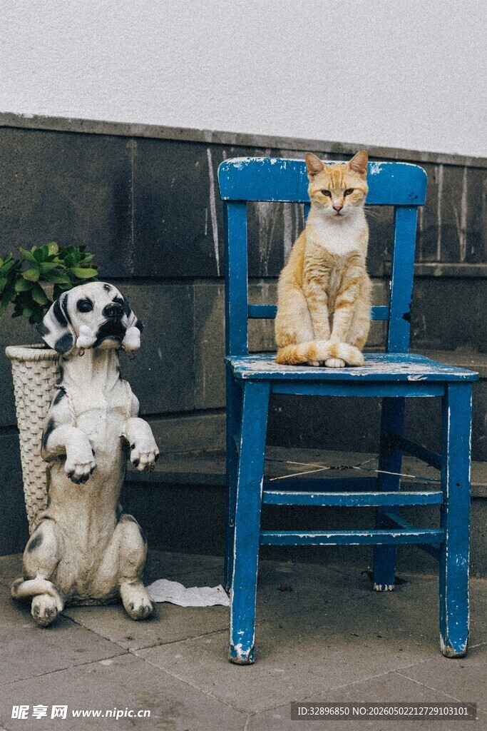 椅子上的猫与站立的狗