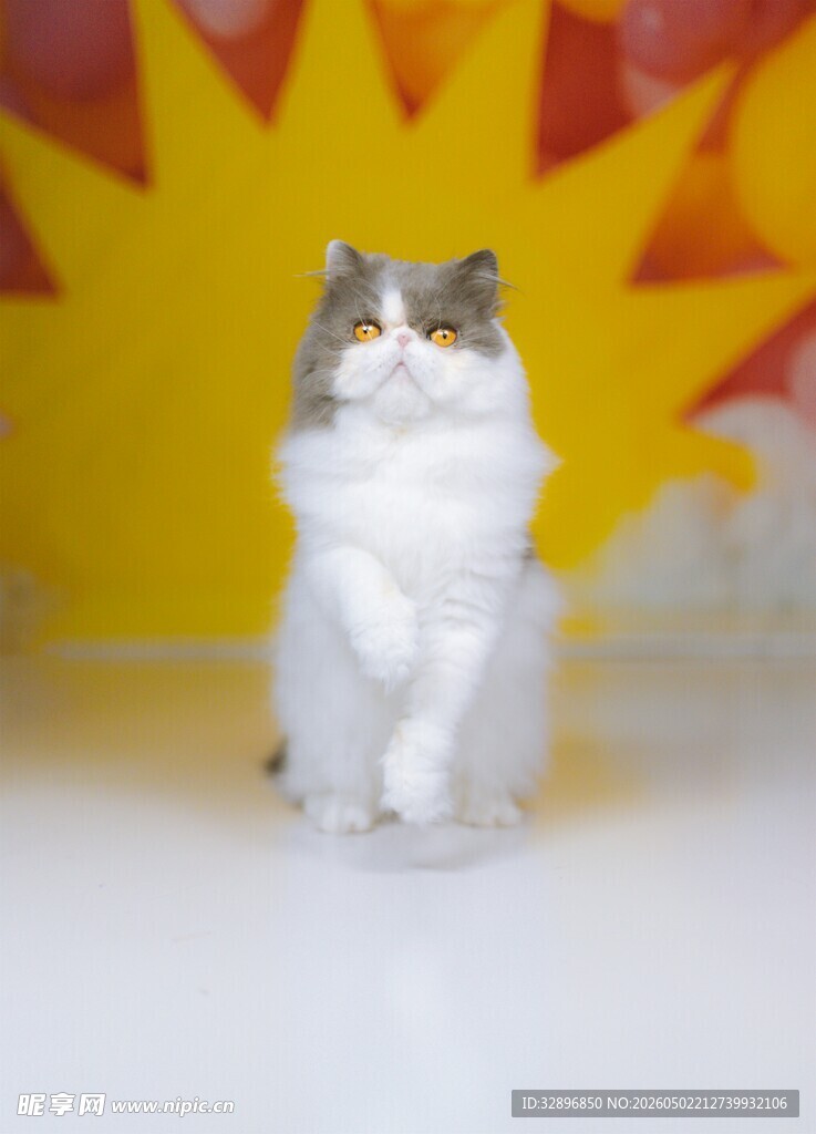 可爱猫咪站立姿态展示