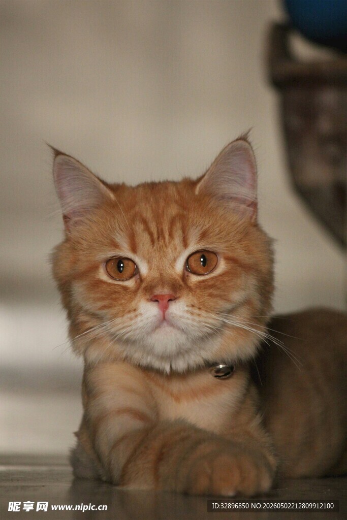 可爱橘猫安静趴卧
