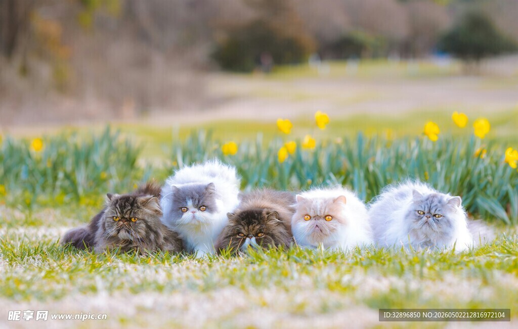 猫
