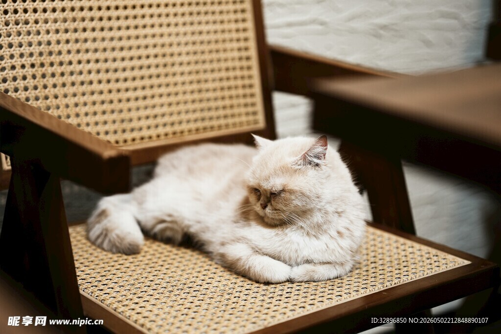 猫咪慵懒躺于藤编椅上