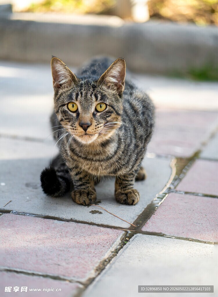 户外蹲坐的花纹猫咪