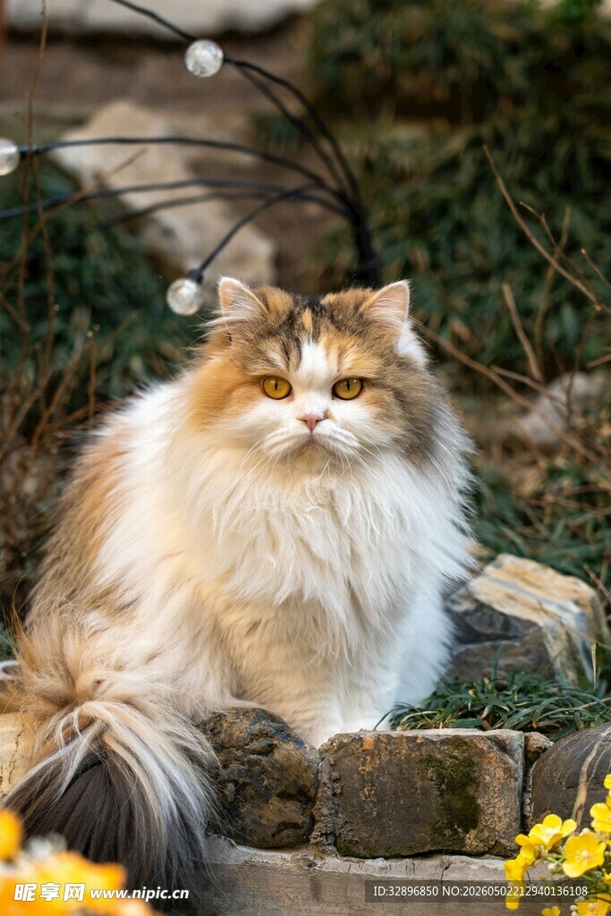 长毛猫坐于花丛中