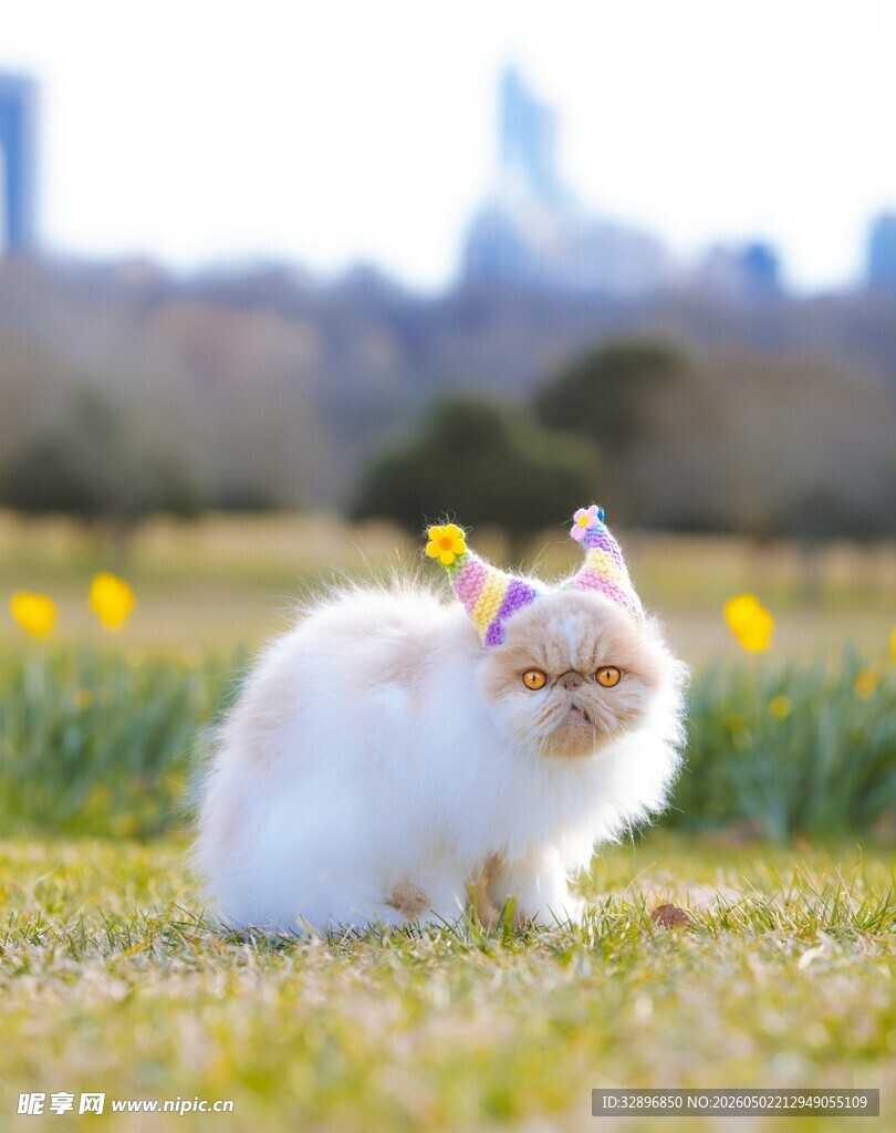 草地上的可爱猫咪
