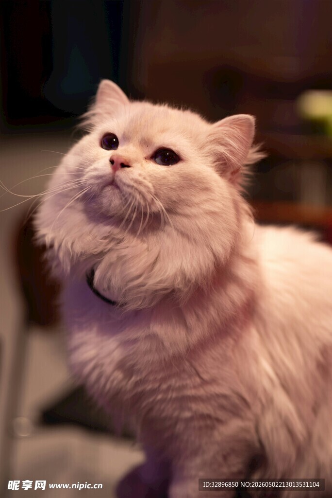 可爱长毛猫仰头望向上方