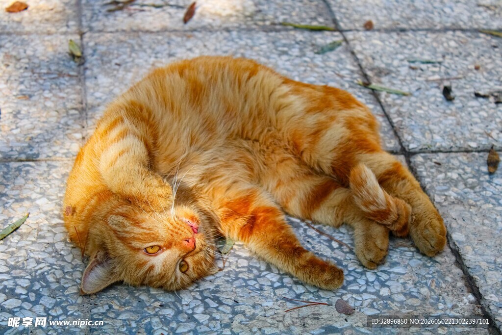 阳光下酣睡的橘猫