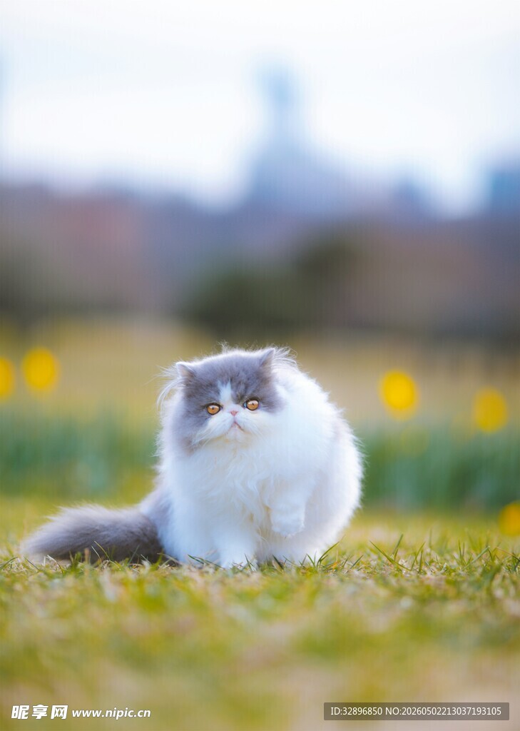草地上的可爱猫咪