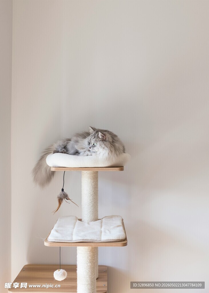 猫咪栖息在多层猫爬架上
