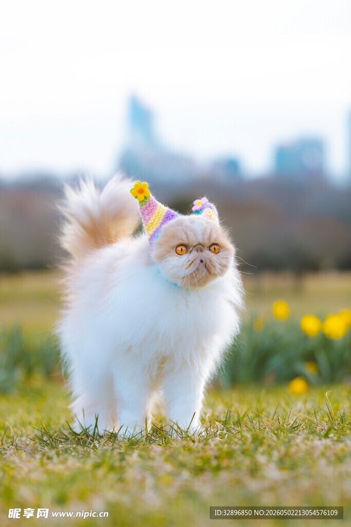 草地上的可爱长毛猫咪