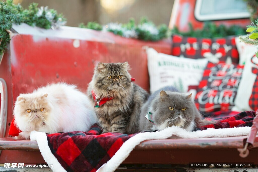 圣诞雪橇上的可爱猫咪们