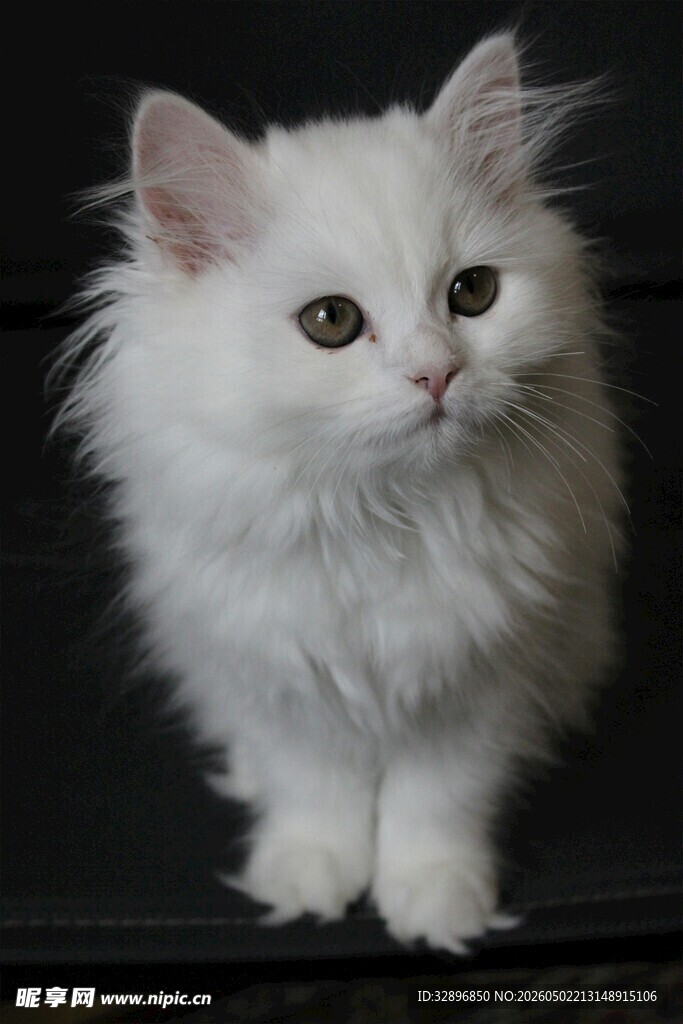 可爱长毛小猫侧头凝望