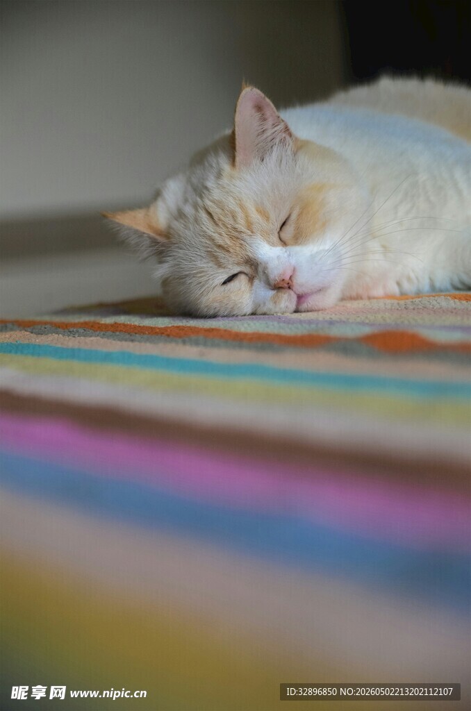 酣睡的猫咪