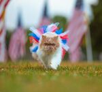 戴彩饰猫咪漫步于草地